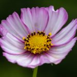 满天星天仙配在线观看:畅享经典爱情故事,感受浪漫与温馨 iluux3