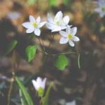 漫岛动漫 漫画:探索奇幻世界,尽享精彩故事与角色魅力 okgp5feo4b